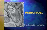 PERICITOS. Dra. Leticia Hamana. Pericito. PERICITOS. n “Células Rouget”. n “Células murales”. Células multipotenciales, surgen de células mesenquimáticas,
