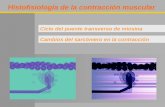 Histofisiología de la contracción muscular Ciclo del puente transverso de miosina Cambios del sarcómero en la contracción.