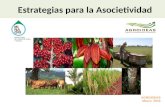 Estrategias para la Asocietividad. Agenda 1.- ¿Qué es Agroideas? 2.- ¿Cómo logra su objetivo? 3.- ¿Qué consiguen las organizaciones? 4.- ¿A quienes.