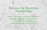 Anfibios de Nuestros Humedales Arley Camargo – Andrés Canavero Sección Zoología Vertebrados Facultad de Ciencias Universidad de la República.