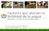 Factores que afectan la fertilidad de la yegua Manejo y condiciones ambientales M.C. Constantino Romero Márquez tinoromero@gmail.com 2014.