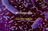 POTENCIAS LAS BACTERIAS. ¿Qué son las bacterias? Son organismos que están cotidianamente en nuestras vidas, aunque muchas veces son invisibles a nuestra.