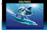DELFINES. OBJETIVO GENERAL  Conocer el maravilloso mundo de los delfines y su relación con el hombre.