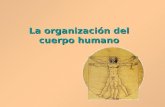 La organización del cuerpo humano. Niveles de organización El cuerpo humano está formado por unidades vivas llamadas células.