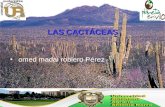 LAS CACTÁCEAS omed madai roblero Pérez. Las cactáceas Entre las plantas más notables que caracterizan el paisaje de las zonas áridas de México se distinguen,