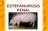 ESTEFANUROSIS RENAL. DEFINICIÓN Infestación debida a la presencia y acción del nematodo Stephanurus en riñón, grasa perirrenal y otros tejidos de cerdo.