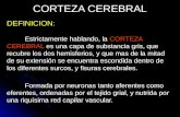 CORTEZA CEREBRAL DEFINICION: Estrictamente hablando, la CORTEZA CEREBRAL es una capa de substancia gris, que recubre los dos hemisferios, y que mas de.