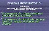 SISTEMA RESPIRATORIO FUNCIÓN El sistema respiratorio realiza dos funciones fundamentales para la vida :  El transporte de oxígeno desde el ambiente hasta.