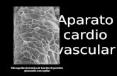 Aparato cardio vascular Micrografía electrónica de barrido de pericitos aprazando a un capilar.
