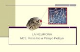 LA NEURONA Mtra: Rosa Isela Pelayo Pelayo. La neurona Unidad básica del sistema nervioso. Difieren en tamaño, forma y función. El cerebro humano tiene.