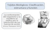 Tejidos Biológicos: Clasificación, estructura y función La conformación del organismo y su equilibrio se explica por la interacción de sus fuerzas de.