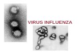 VIRUS INFLUENZA. GRIPE Gripe verdadera. Virus influenza A, B. (Infecciones virus influenza C, mucho menos graves) Enfermedad respiratoria febríl, con.