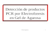 DNA-Fingerprint1 Detección de productos PCR por Electroforesis en Gel de Agarosa.