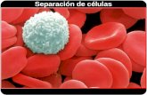 Separación de células. Separación de células por centrifugación.