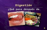 Digestión ¿Qué pasa después de masticar?.