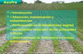 Introducción  Absorción, translocación y redistribuición  Participación en el metabolismo vegetal  Necesidades minerales de las principales culturas.