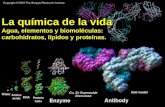 La química de la vida Agua, elementos y biomoléculas: carbohidratos, lípidos y proteínas.