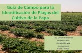 Guía de Campo para la Identificación de Plagas del Cultivo de la Papa Lisa Downey Blecker Wayne Jones Ronda Hirnyck Juan Alvarez Reed Findlay.