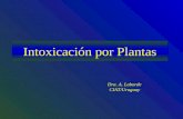 Intoxicación por Plantas Dra. A. Laborde CIAT/Uruguay.