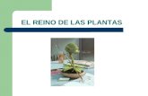 EL REINO DE LAS PLANTAS. Las plantas Las plantas colonizaron la Tierra hace 450 m.a. Para sobrevivir se anclaron a la tierra mediante una raíz y recubrieron.