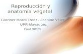 Reproducción y anatomía vegetal Gloriner Morell Rodz / Jeanine Vélez UPR-Mayagüez Biol 3052L.