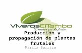 Producción y propagación de plantas frutales Marcia Barraza.