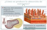 ¿Cómo se produce la absorción de nutrientes? Mucosa del intestino delgado  vellosidades intestinales (dedos hacia el interior del tubo). Aumenta la superficie.