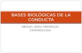ABIGAIL BAEZ MADRIGAL CRIMINÓLOGA BASES BIOLÓGICAS DE LA CONDUCTA.