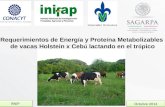 RNIP Octubre 2014 Requerimientos de Energ í a y Prote í na Metabolizables de vacas Holstein x Ceb ú lactando en el tr ó pico