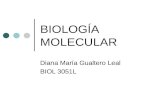 BIOLOGÍA MOLECULAR Diana María Gualtero Leal BIOL 3051L.