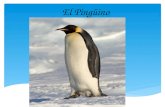 El Pingüino. Características Los pingüinos son excelentes nadadores y alcanzan una velocidad alrededor de los 8-12 kilómetros hora, según la especie.