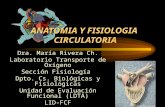 1 ANATOMIA Y FISIOLOGIA CIRCULATORIA Dra. María Rivera Ch. Laboratorio Transporte de Oxígeno Sección Fisiología Dpto. Cs. Biológicas y Fisiológicas Unidad.