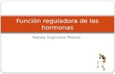 Nataly Espinosa Manzo Función reguladora de las hormonas.