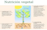 Nutrición vegetal. Partes de las plantas Elementos nutricionales del suelo.