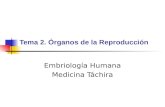Tema 2. Órganos de la Reproducción Embriología Humana Medicina Táchira.