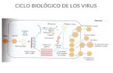 CICLO BIOLÓGICO DE LOS VIRUS. CICLO LÍTICO Y LISOGÉNICO.