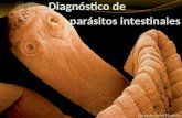 Ricardo Ariel Floridia. ¿Quiénes son los parásitos causantes de parasitosis intestinales? PARASITOSIS PROTOZOOSMETAZOOS NEMATELMINTOSPLATELMINTOS CESTODOS.