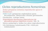 Ciclos reproductores femeninos Estos preparan sistema reproductor para el Embarazo. FSH+LH=preparan endometrio para fecundación, desarrollo células germinales.