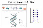 Estructura del ADN. Funciones de los ácidos nucléicos.