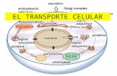 EL TRANSPORTE CELULAR. LA MEMBRANA CELULAR Es la estructura que ayuda a controlar el paso de materiales entre la célula y su ambiente. Impide que algunas.