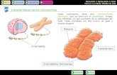 BIOLOGÍA Y GEOLOGÍA 4.º ESO Tema 1: La célula. Unidad de vida Características de los cromosomas INICIOESQUEMARECURSOSINTERNET SALIRANTERIOR Cromátidas.