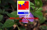 Presidencia de la República RED DE SOLIDARIDAD SOCIAL.