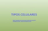 TIPOS CELULARES  stologia/celulas_parenquimaticas.htm.
