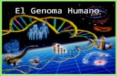 Conjunto de genes contenidos en cada persona, su desciframiento equivale a conocer el mapa de nuestro cuerpo pues guarda toda nuestra información desde.