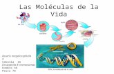 Las Moléculas de la Vida Ascaris megalocephala 2 Cebolla 16 Drosophila 8 cromosomas Hombre 46 Perro 78.