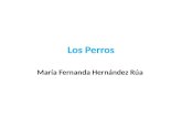 Los Perros María Fernanda Hernández Rúa. Varia razas.