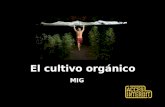 El cultivo orgánico MIG. Cultivo orgánico Cultivo = interferencia en un proceso natural Orgánico = de origen animal o vegetal.