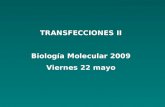 TRANSFECCIONES II Biología Molecular 2009 Viernes 22 mayo.