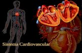Sistema Cardiovascular. Que Órganos estudia el Sistema Cardiovascular? CorazónCARDIOLOGIA Vasos SanguíneosANGIOLOGIA SangreHEMATOLOGIA.