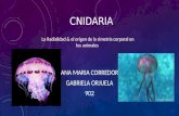 CNIDARIA ANA MARIA CORREDOR GABRIELA ORJUELA 902 La Radialidad & el origen de la simetría corporal en los animales.